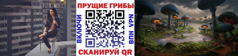 Галлюциногенные грибы Psilocybe  Купить где  Морозовск 